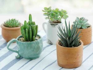 Succulents Garden