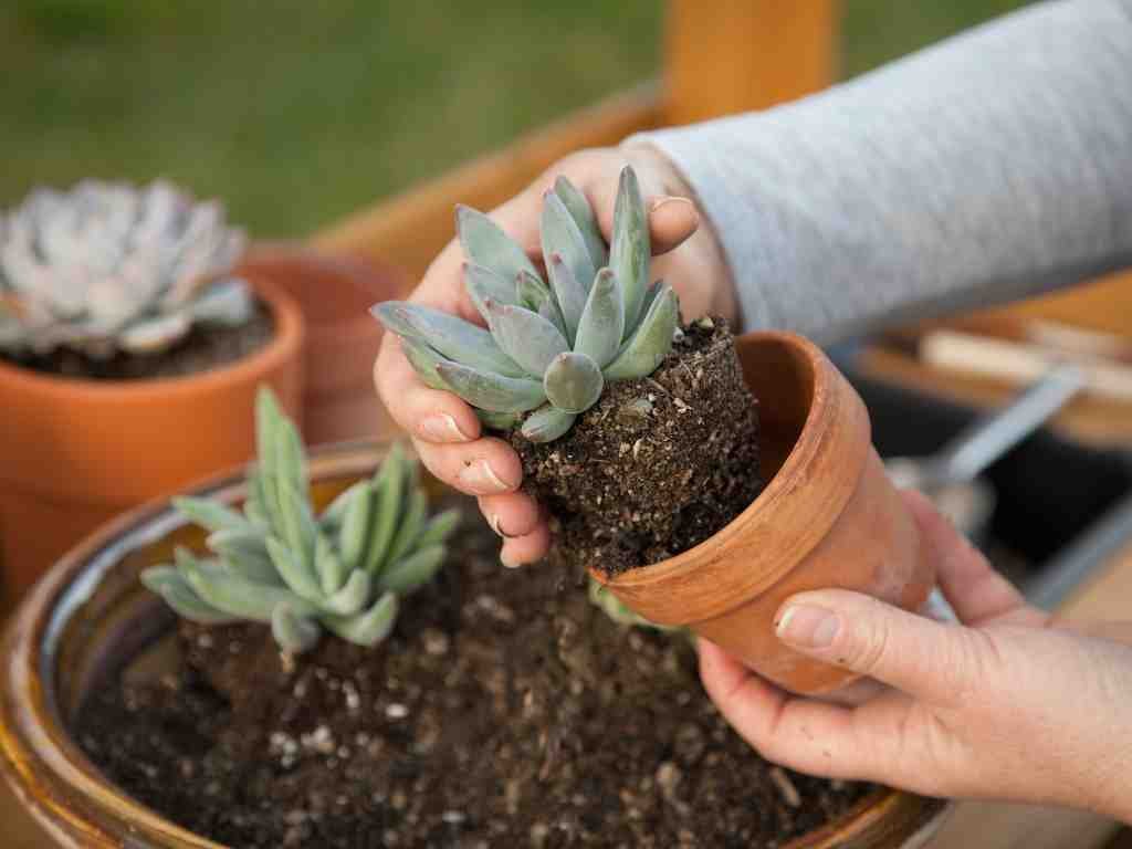 Succulents Garden