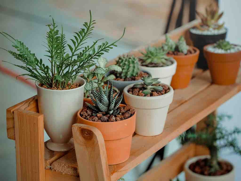 Indoor Garden